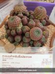 Sulcorebutia - The Consolation Prize